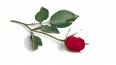 en rose